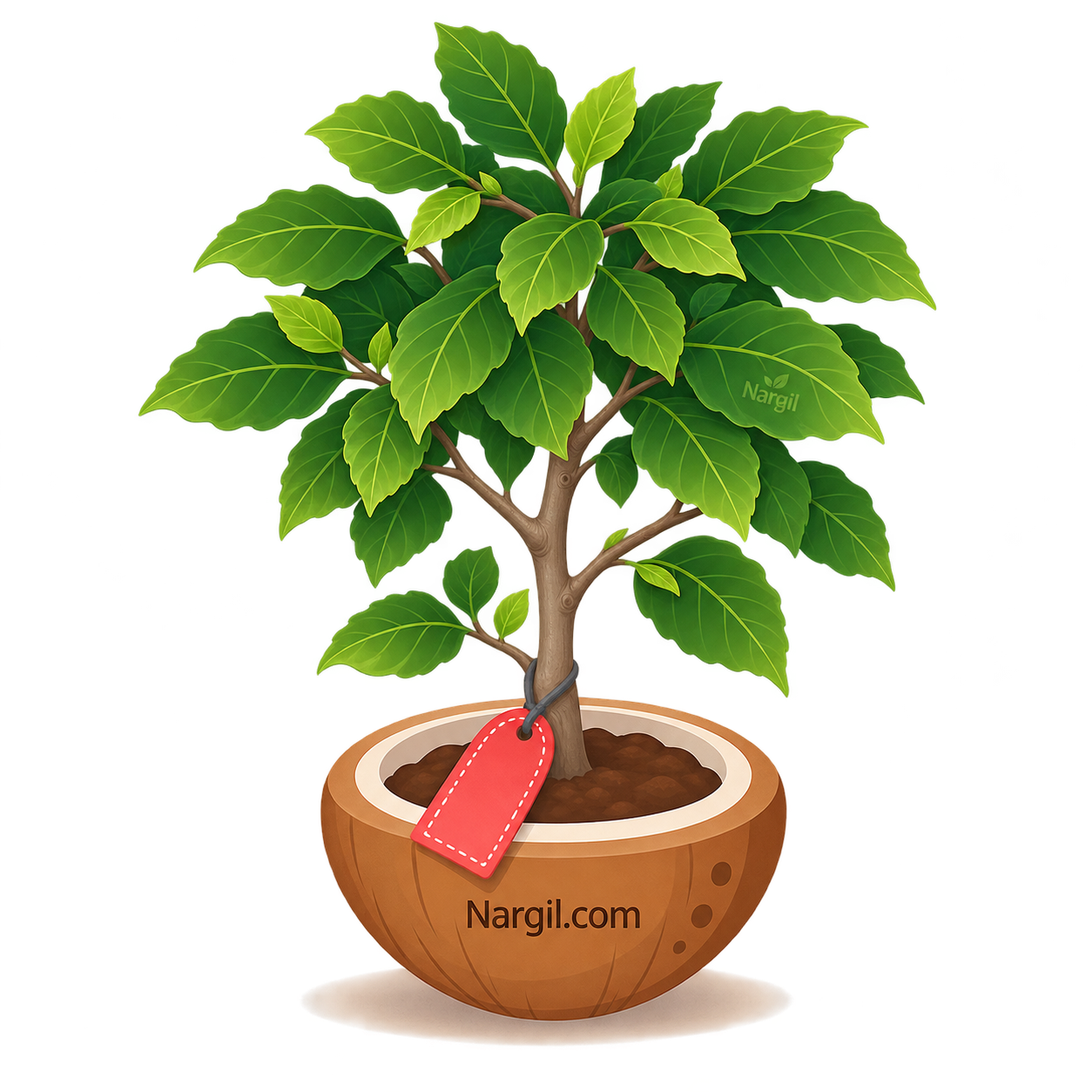 Nargil_Fagus orientalis
